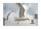 Pictures of wildlife living or visiting cornwall, seagulls, swans