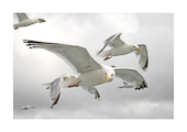 soaring seagulls