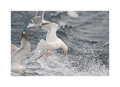 sea gul, seaguls, seagulls feeding